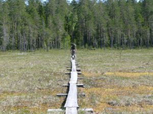 Boardwalk - Bärenpfad - Karelien - Finland